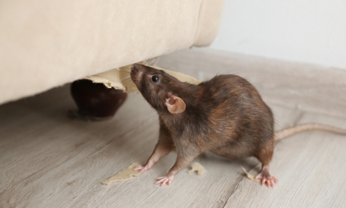 rat control and rodent pest control services in Komaram Bheem Asifabad